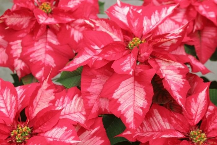 Молочай пуансеттия