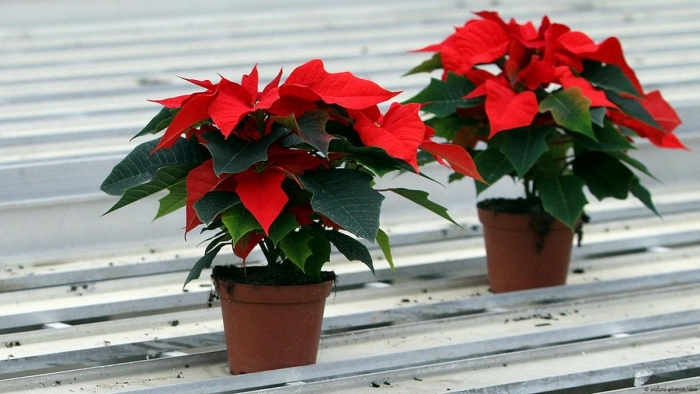 Рождественская звезда пуансеттия