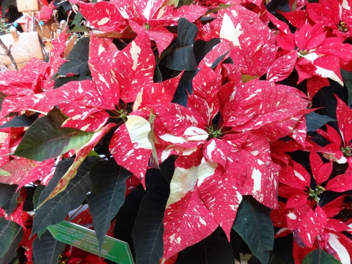 Пуансеттия cortez red