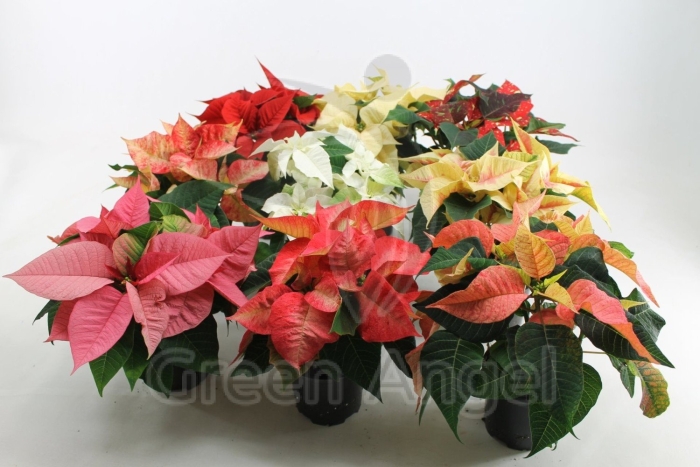 Пуансеттия микс