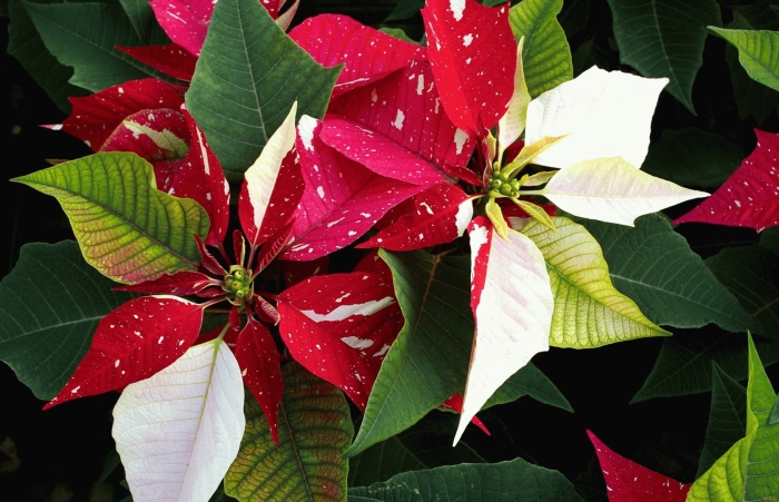 Пуансеттия вариегата красная