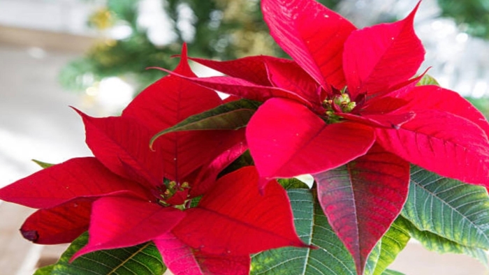 Пуансеттия рождественская звезда