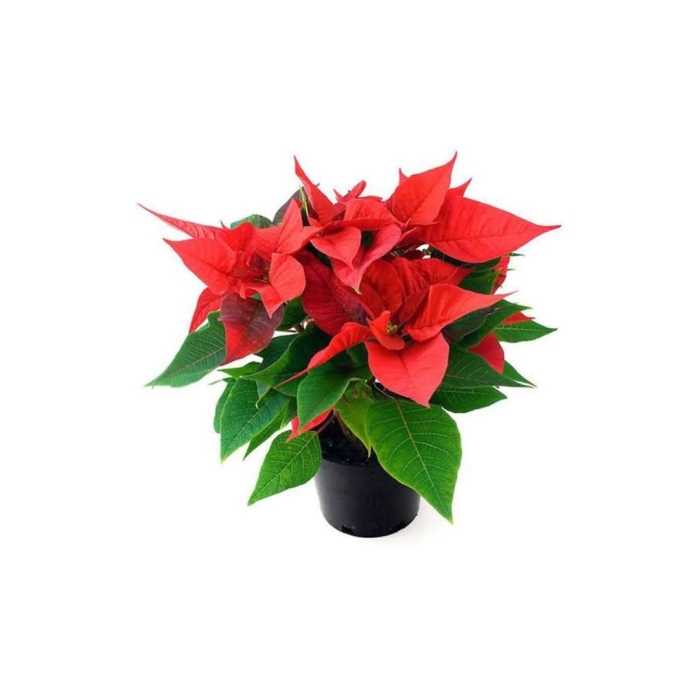 Эуфорбия пуансеттия красная