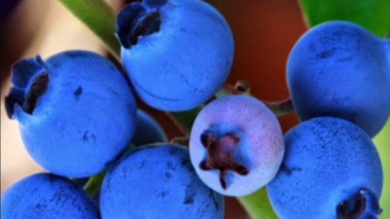 Голубая ягода голубика