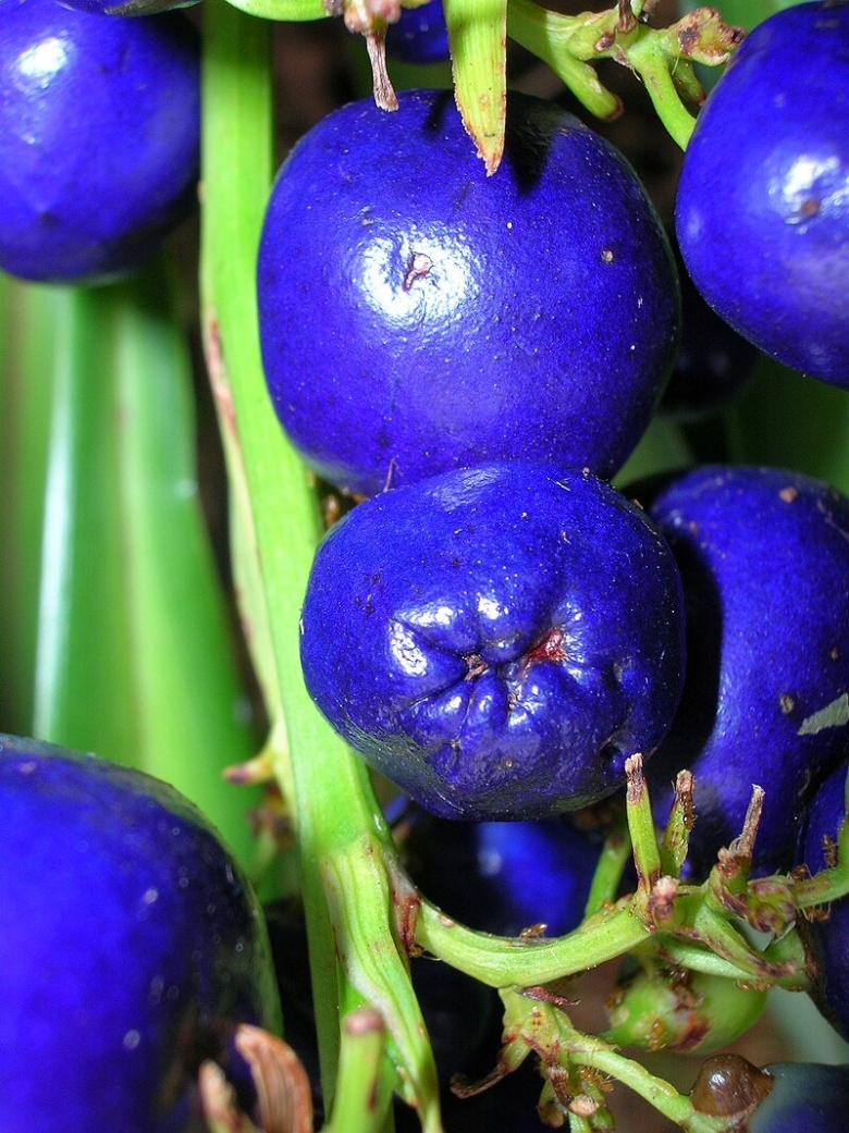 Фрукты синего цвета