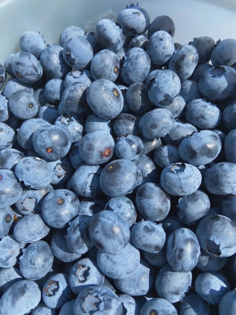 Голубика Деннис Блю