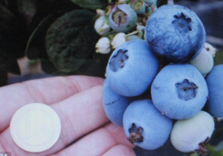 Blueberry Seeds семена