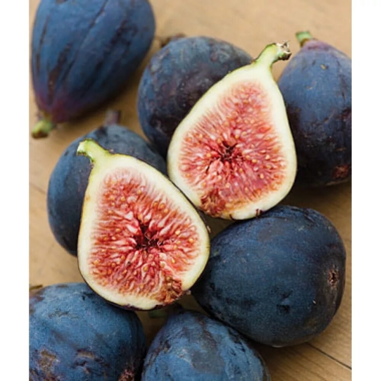 Инжир Браун Туркей