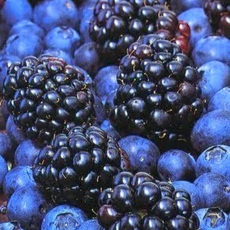 BLACKBERRY Blueberry and Bilberry