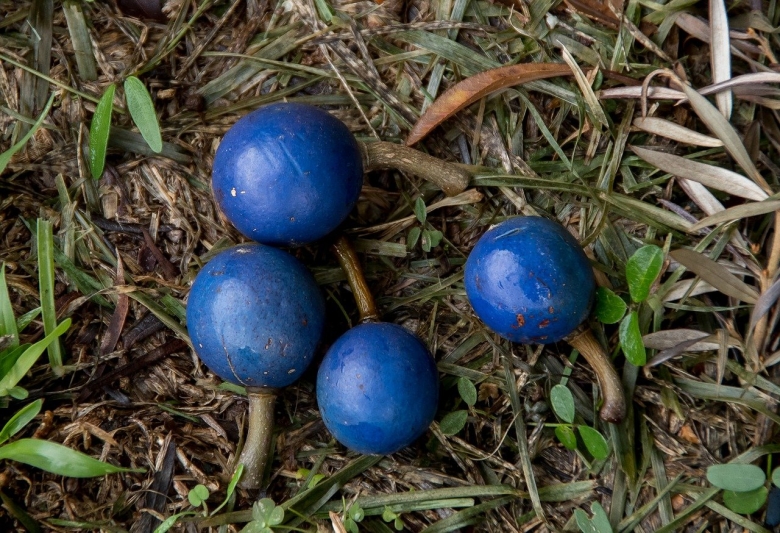 Олива цейлонская голубой Квандонг