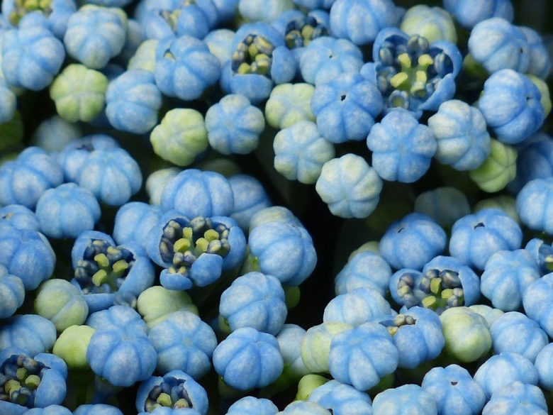 Бутонизация гортензии