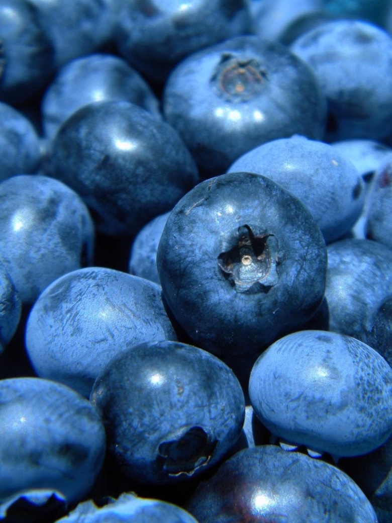 Темно синие ягоды