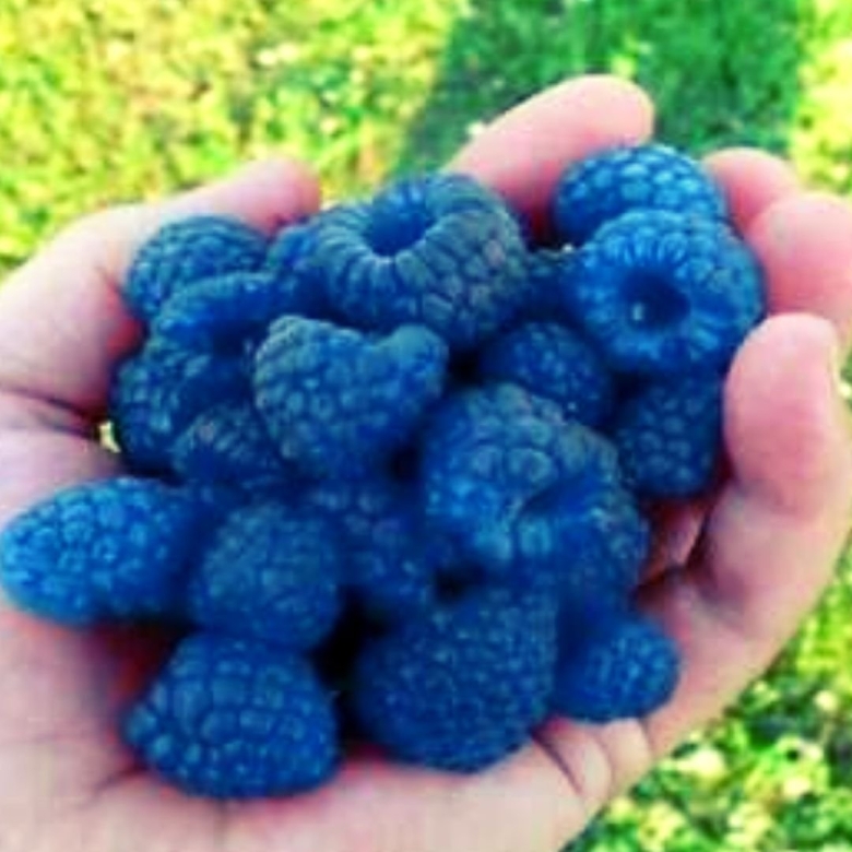 Blue Raspberry малина