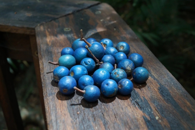 Олива цейлонская голубой Квандонг