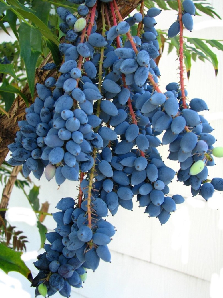 Mahonia aquifolium