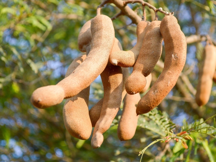 Tamarindus indica