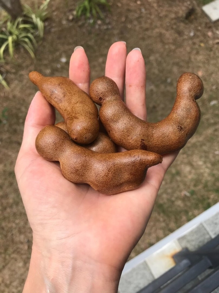 Тамаринд индийский плод