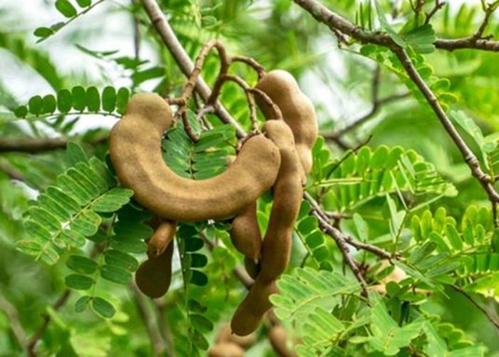 Манильский тамаринд