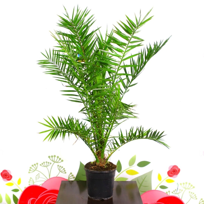 Финик канарский