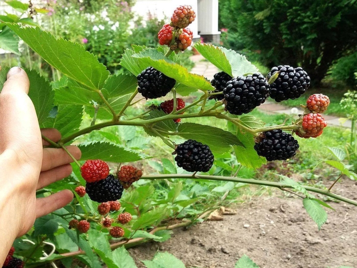 Ежевика бесшипная торнфри