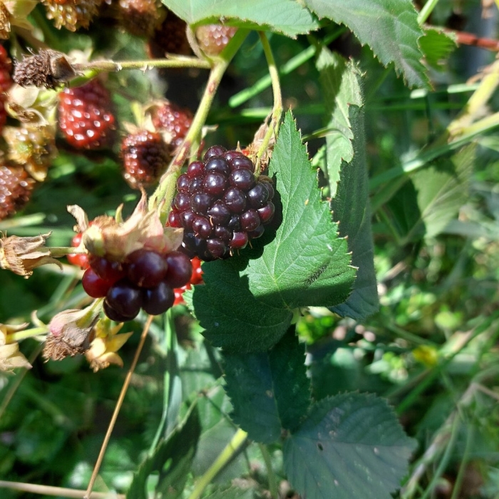 Ежевика бесшипная торнлесс