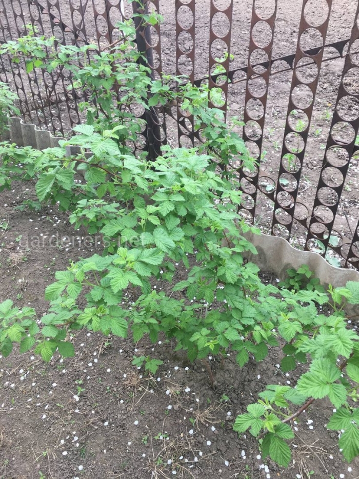 Ежевика куст