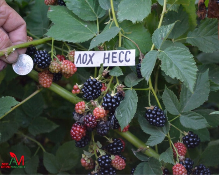 Ежевика бесшипная садовая