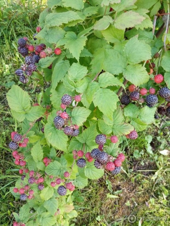 Ежевика и ежемалина