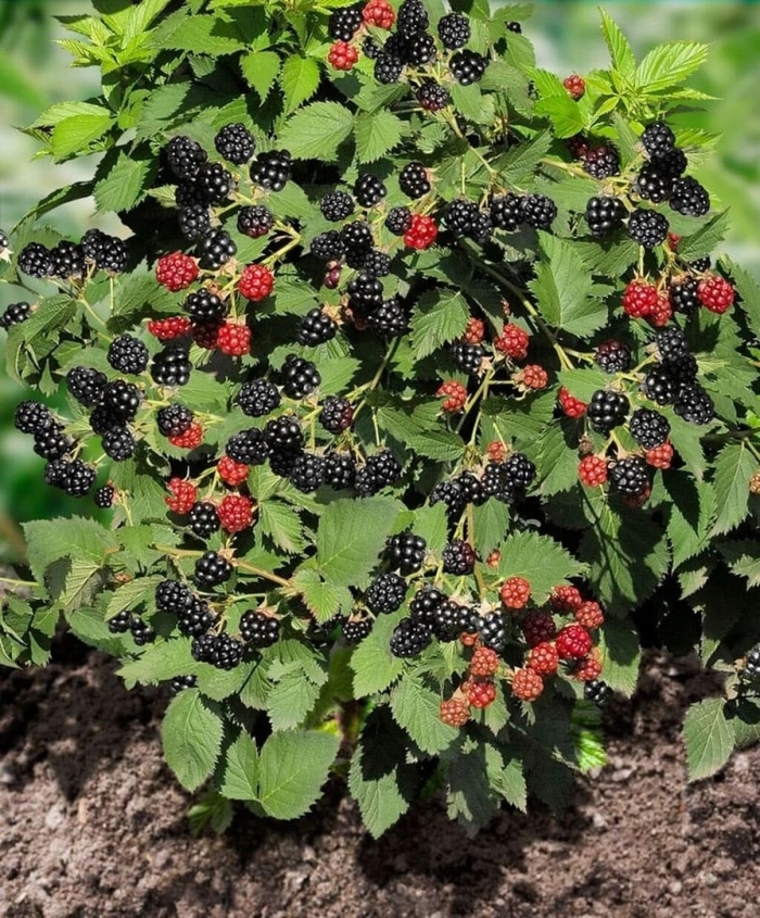 Ежевика кустовая