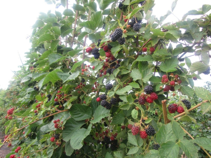 Ежевика лохтей