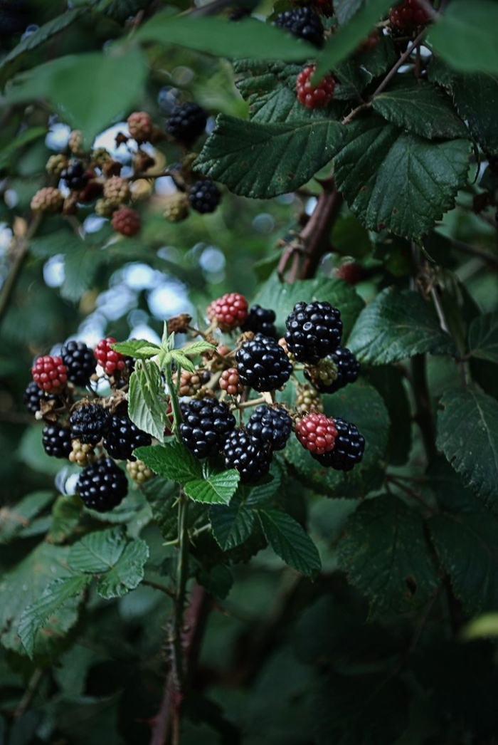 Куст ежевика