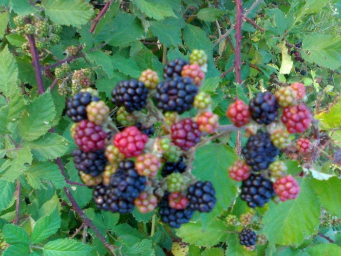 Садовая ежевика