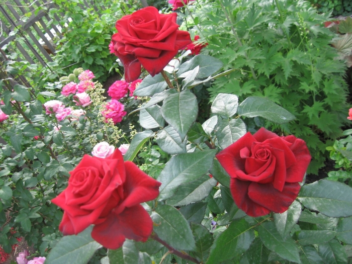 Роза чайно гибридная блэк мэджик