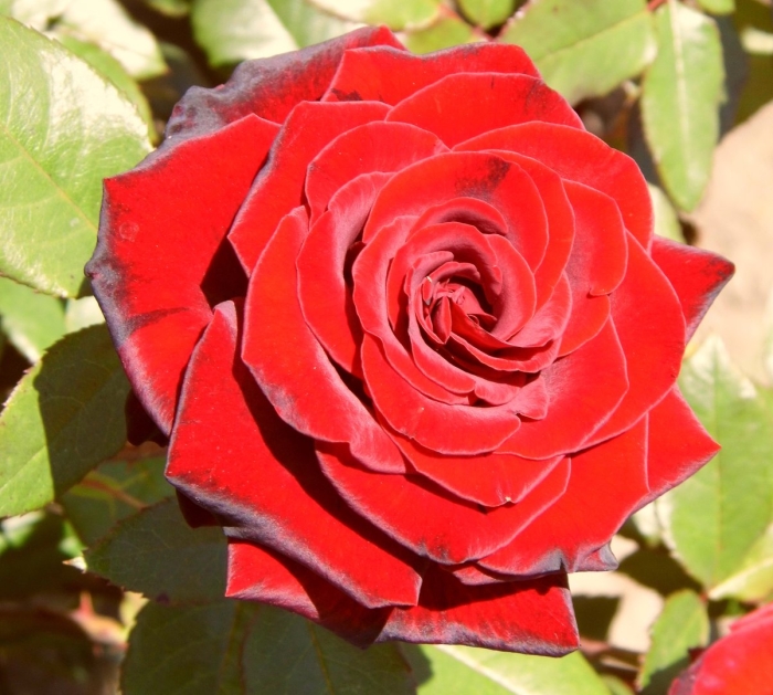 Роза чайно-гибридная ред берлин