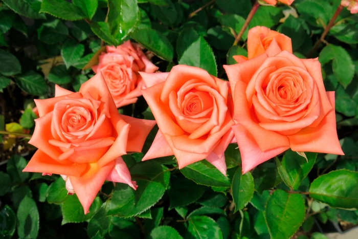 Роза чайно-гибридная луи де фюнес