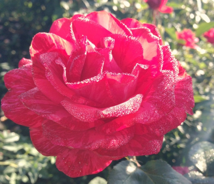 Роза кордула