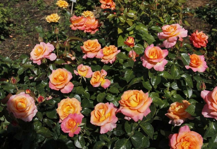 Чайно гибридная роза