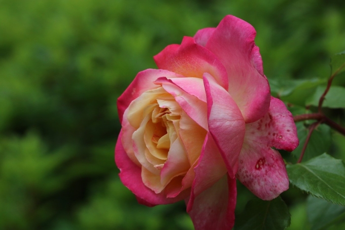 Роза чайно-гибридная laetitia casta