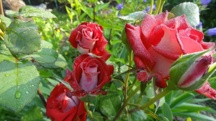 Роза чайно гибридная осирия