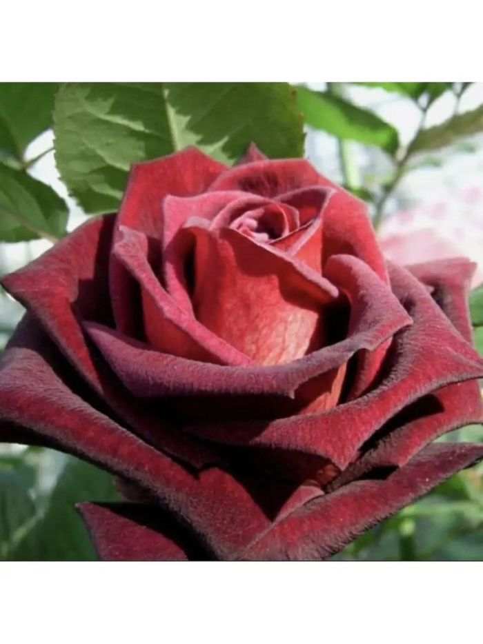 Роза чайно гибридная блэк баккара