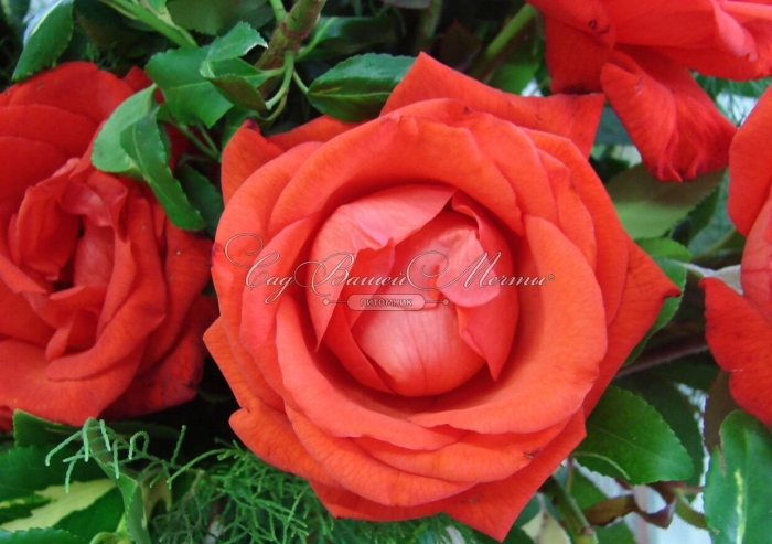 Роза чайно гибридная