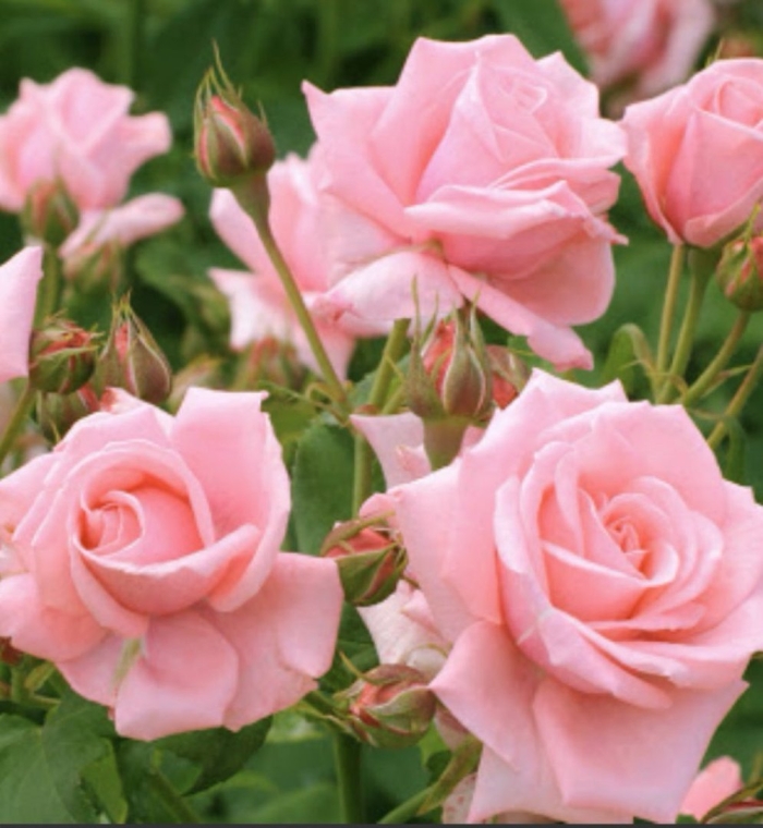 Роза чайно-гибридная нобилис