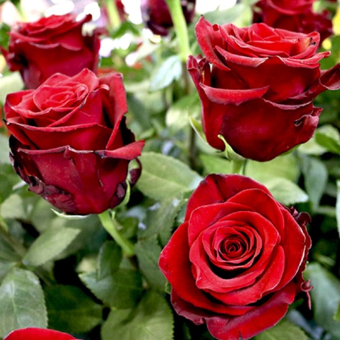 Роза хот эксплорер