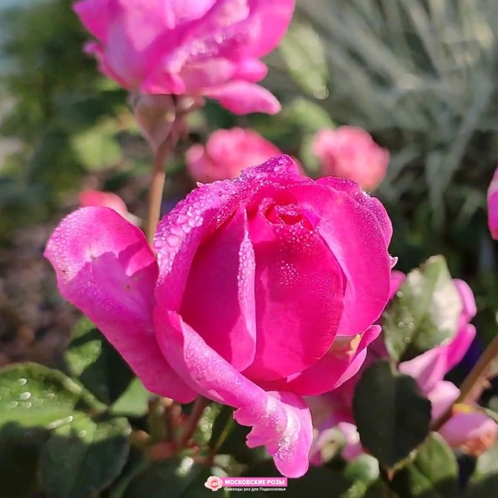 Роза alexander mackenzie