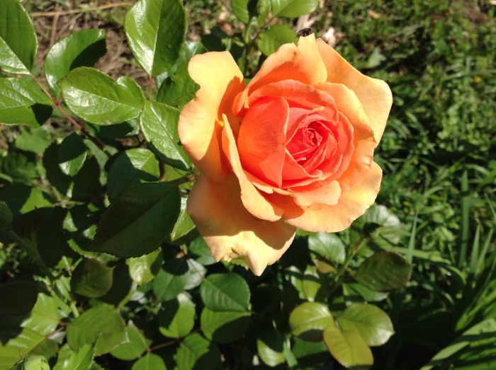 Роза чайно гибридная ашрам