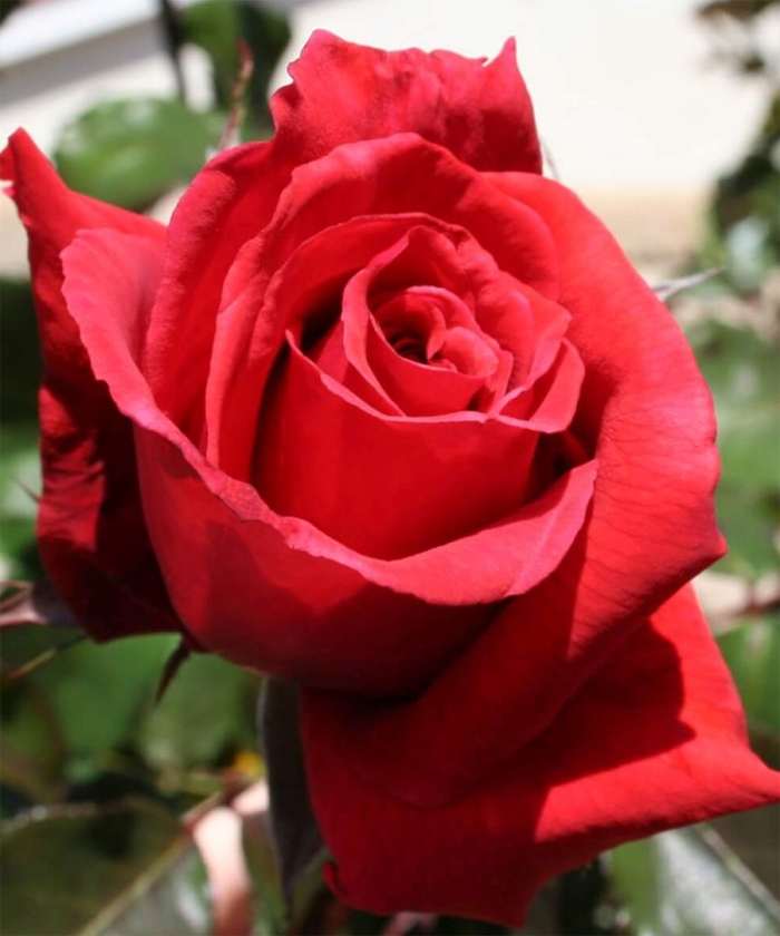 Роза чайно-гибридная фридом