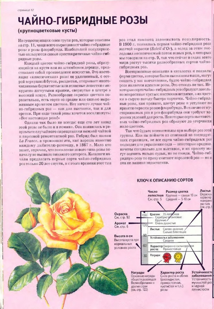 Роза чайно-гибридная флорибунда