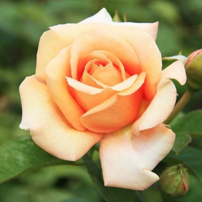 Роза чайно гибридная версилия