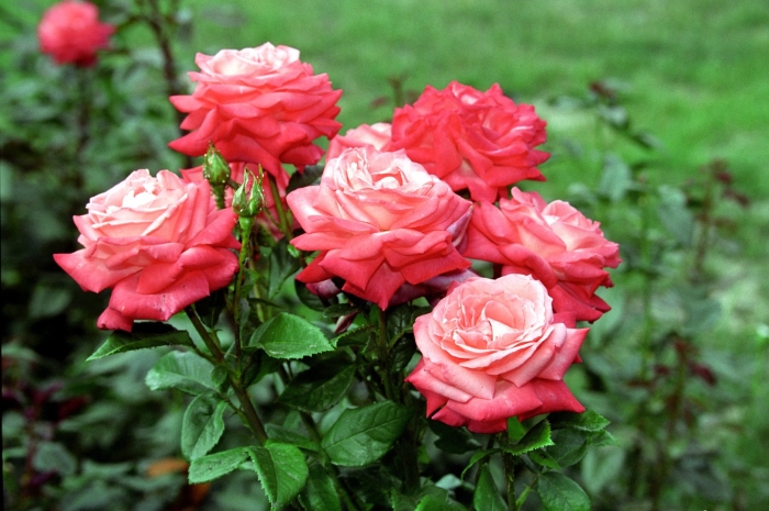 Роза чайно-гибридная чатыр даг