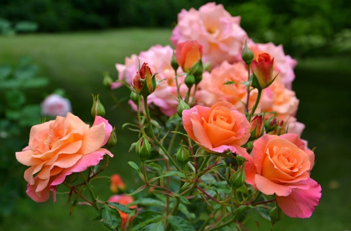 Роза флорибунда априкола